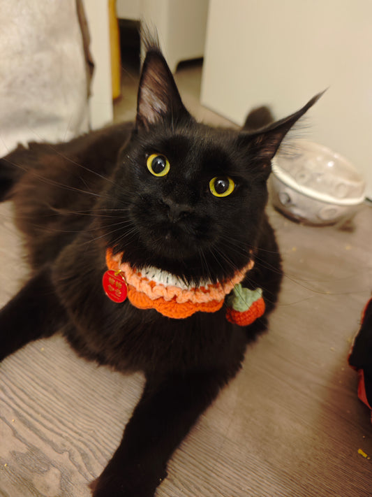 Collar de la Buena Suerte para Mascotas